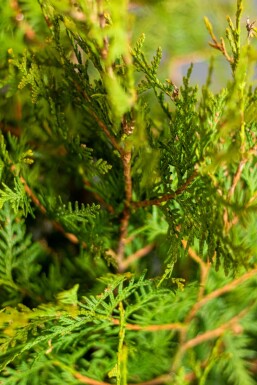 Thuya Occidentalis Brabant 100-120 cm