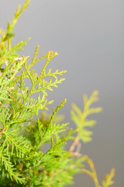 Thuya Occidentalis Brabant 100-120 cm