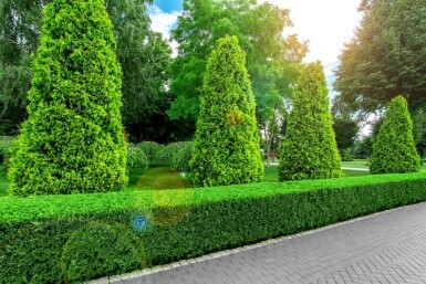 Thuya Occidentalis Brabant 100-120 cm