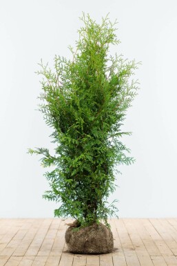 Thuya d'Occident Thuja occidentalis 'Brabant' Haie 120-140 Motte