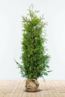 Thuya d'Occident Thuja occidentalis 'Brabant' Haie 140-160 Motte