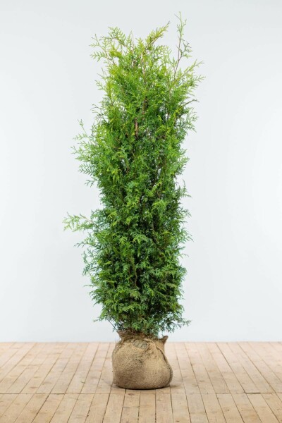 Thuya Occidentalis Brabant 160-180 cm