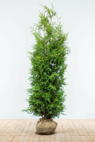 Thuya Occidentalis Brabant 180-200 cm