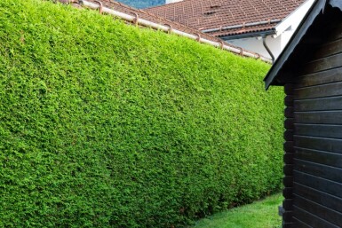 Thuya Occidentalis Brabant 180-200 cm