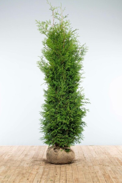 Thuya Occidentalis Brabant 200-225 cm
