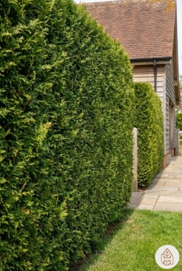 Thuya Plicata Excelsa 175-200 cm