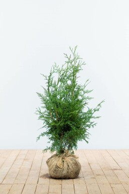 Thuya d'Occident Thuja occidentalis 'Excelsa' Haie 60-80 Motte