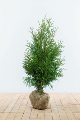 Thuya Plicata Excelsa 80-100 cm