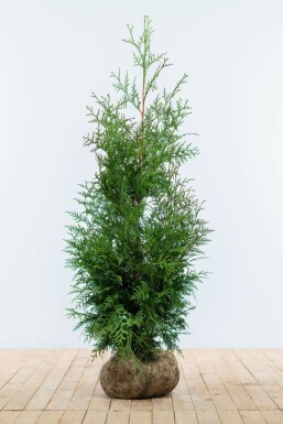 Thuya Plicata Excelsa 100-125 cm