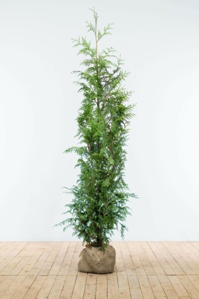 Thuya Plicata Excelsa 125-150 cm