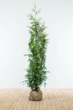 Thuya Plicata Excelsa 125-150 cm