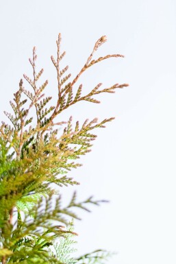 Thuya Plicata Excelsa 125-150 cm