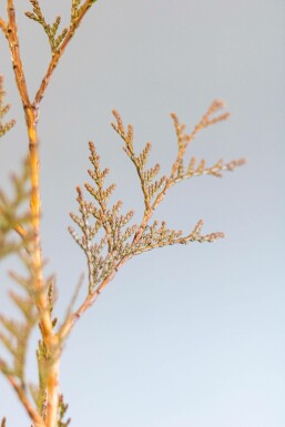 Thuya Plicata Excelsa 125-150 cm