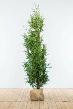Thuya Plicata Excelsa 150-175 cm