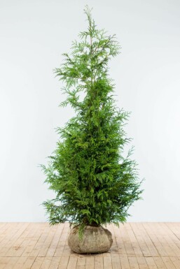 Thuya Plicata Excelsa 175-200 cm