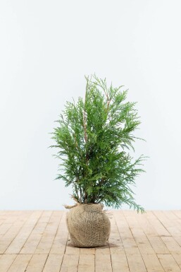 Thuya Plicata Martin 60-80 cm