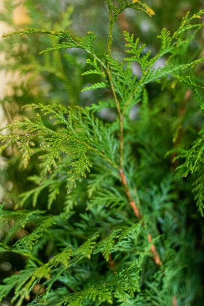 Thuya Plicata Martin 60-80 cm