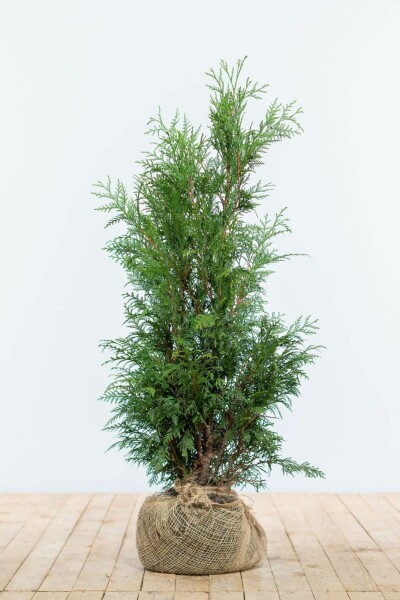 Thuya Plicata Martin 80-100 cm