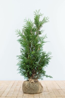 Thuya Plicata Martin 80-100 cm