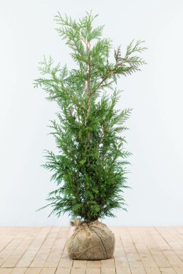 Thuya Plicata Martin 100-125 cm