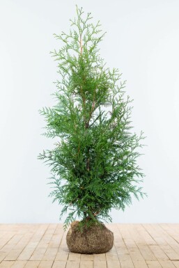Thuya Plicata Martin 125-150 cm