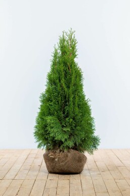 Thuya Occidentalis Emeraude 80-100 cm