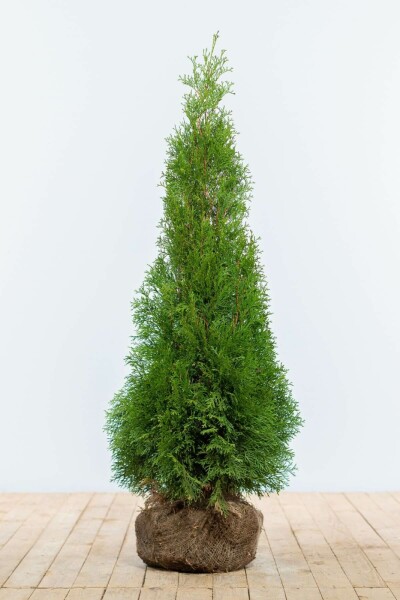 Thuya Occidentalis Emeraude 100-120 cm