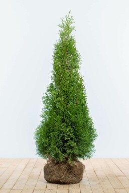 Thuya Occidentalis Emeraude 100-120 cm