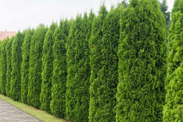Thuya Occidentalis Emeraude 100-120 cm