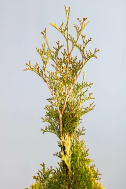 Thuya Occidentalis Emeraude 100-120 cm