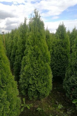 Thuya Occidentalis Emeraude 100-120 cm