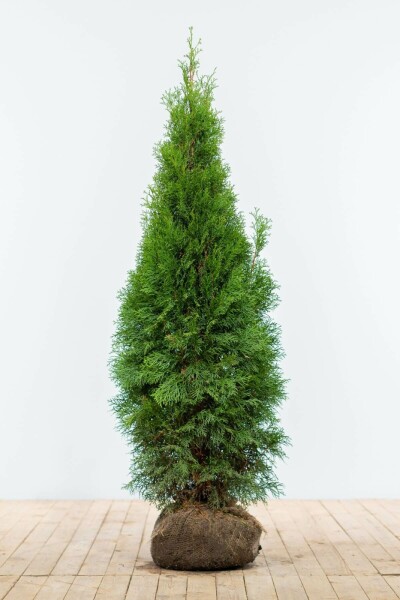 Thuya Occidentalis Emeraude 120-140 cm