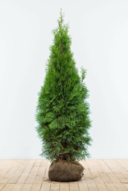 Thuya Occidentalis Emeraude 120-140 cm