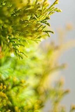 Thuya Occidentalis Emeraude 120-140 cm