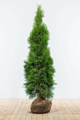 Thuya Occidentalis Emeraude 140-160 cm