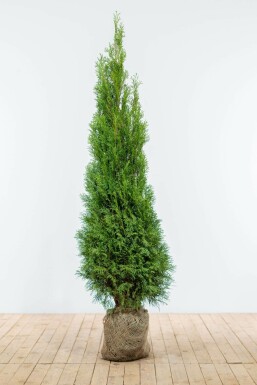 Thuya Occidentalis Emeraude 160-180 cm