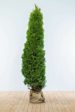 Thuya Occidentalis Emeraude 180-200 cm