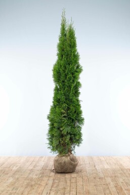 Thuya Occidentalis Emeraude 200-225 cm