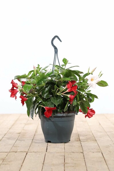 Dipladenia / Mandevilla Pot suspendu 35-40 cm