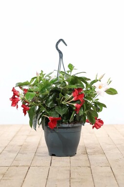 Dipladénia de Sander Mandevilla sanderi Pot suspendu 35-40 Pot Dipladenia / Mandevilla Pot suspendu 35-40 cm
