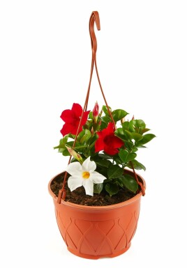 Dipladénia de Sander Mandevilla sanderi Pot suspendu 35-40 Pot Dipladenia / Mandevilla Pot suspendu 35-40 cm