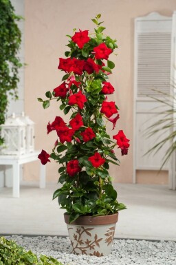 Dipladénia de Sander Mandevilla sanderi Pyramide 100-120 Pot