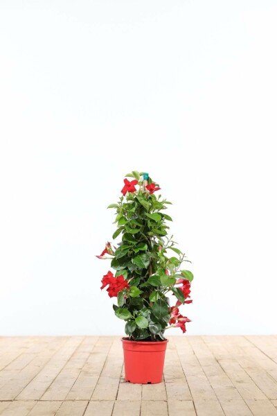 Dipladénia de Sander Mandevilla sanderi Pyramide 35-40 Pot Dipladenia / Mandevilla Pyramide 35-40 cm