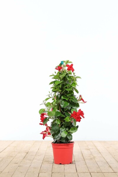 Dipladénia de Sander Mandevilla sanderi Pyramide 60-70 Pot Dipladenia / Mandevilla Pyramide 60-70 cm