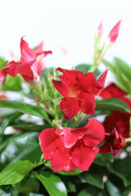 Dipladenia / Mandevilla Pyramide 60-70 cm