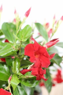 Dipladenia / Mandevilla Pyramide 80-100 cm