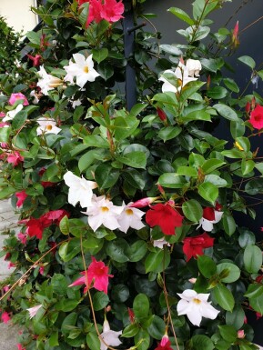 Dipladenia / Mandevilla Pyramide 35-40 cm