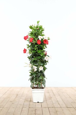 Dipladenia / Mandevilla Pyramide 60-70 cm