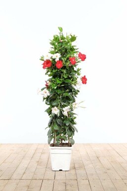 Dipladénia de Sander Mandevilla sanderi Pyramide 80-100 Pot Dipladenia / Mandevilla Pyramide 80-100 cm