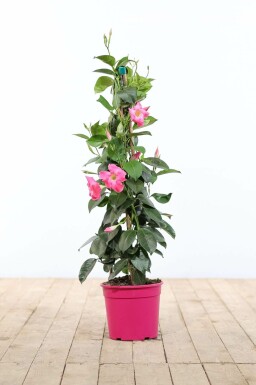 Dipladenia / Mandevilla Pyramide